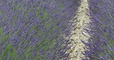 Eau Aménagement Urbanisme : L’eau au cœur de nos territoires. Retour sur la conférence technique territoriale à Aix-en-Provence le 1er octobre 2024