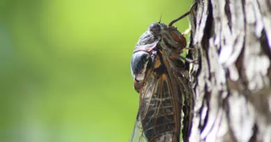 Grand Avignon, ‘Faites echo’ choie l’environnement les 15, 16 et 17 mai