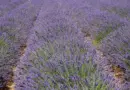 Avignon. Il s’écroule et meurt en pleine rue
