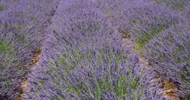 Avignon. Il s’écroule et meurt en pleine rue