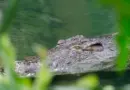 Saint-Saturnin-lès-Avignon. La chasse aux mégots est lancée !