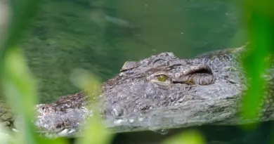 Saint-Saturnin-lès-Avignon. La chasse aux mégots est lancée !