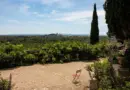 Avignon. Provence Panorama, l’offre touristique au cœur de l’Écomin