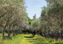 Avignon. Les collégiens d’Anselme-Mathieu vivent “We are family”