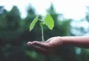Agriculture : la loi Duplomb menace l’environnement et notre alimentation future