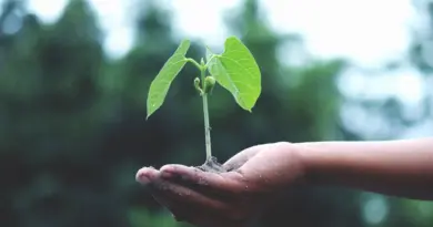 Agriculture : la loi Duplomb menace l’environnement et notre alimentation future