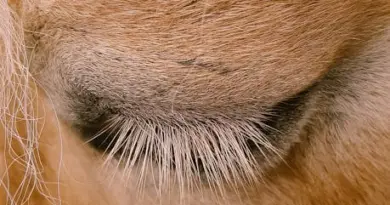 La Crau du Piboulon située à cheval entre Alleins et Mallemort va devenir une réserve de biodiversité