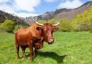 Le Critt Agro (Avignon) ouvre quatre programmes européens aux PME agri-agro –