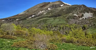 Biodiversité : le chacal doré s’installe tranquillement en France