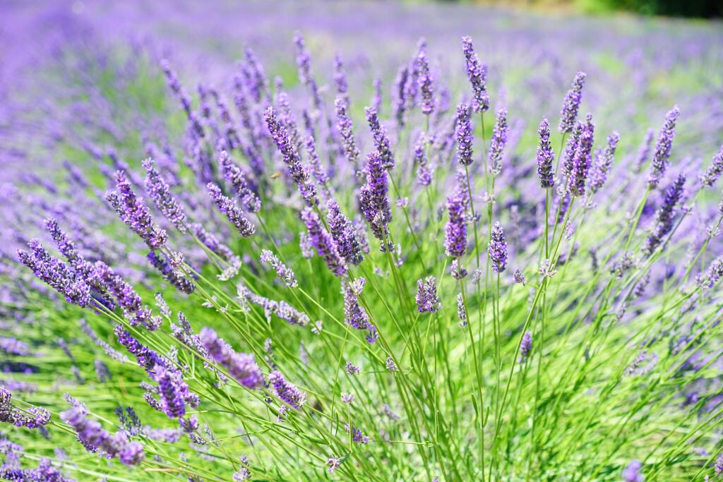 Aroma-Zone cherche des préparateurs(trices) de commandes