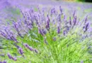 Aroma-Zone cherche des préparateurs(trices) de commandes