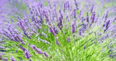 Aroma-Zone cherche des préparateurs(trices) de commandes