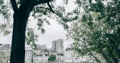 Notre-Dame de Paris : des artisans vauclusiens au cœur du chantier